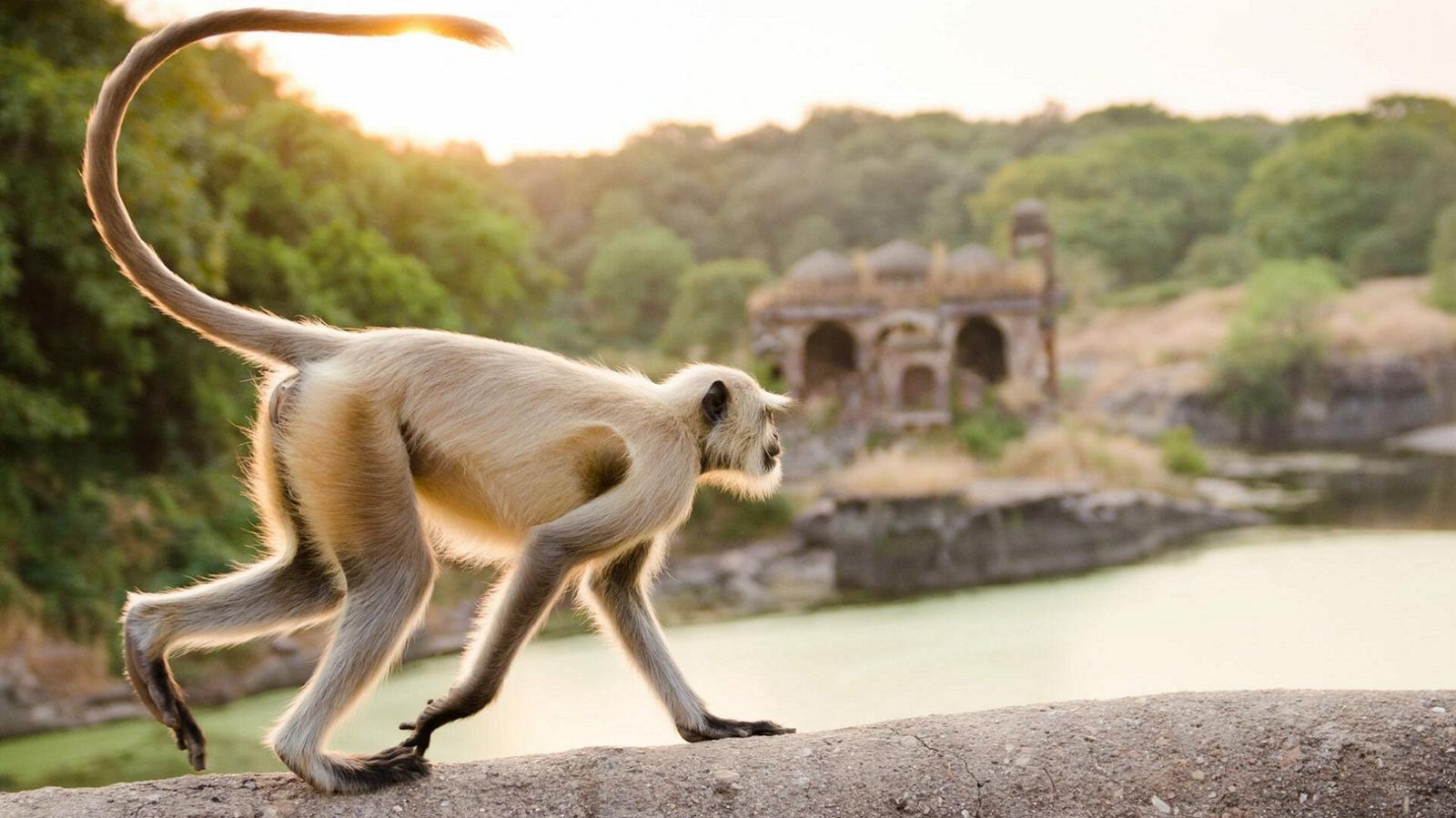 Golden Triangle With Ranthambore