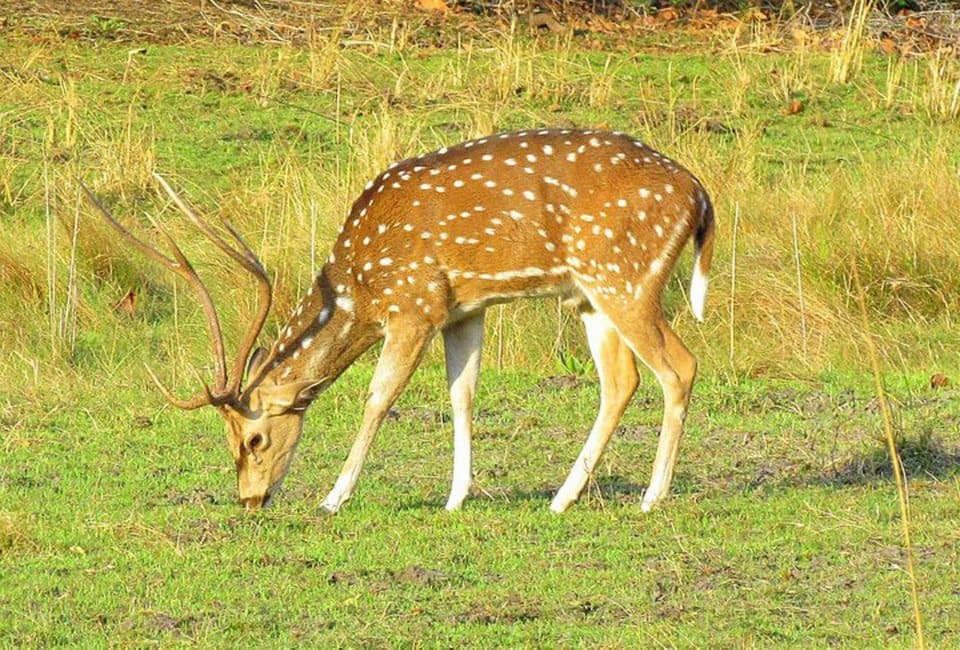 Chitwan National Park — photo 5