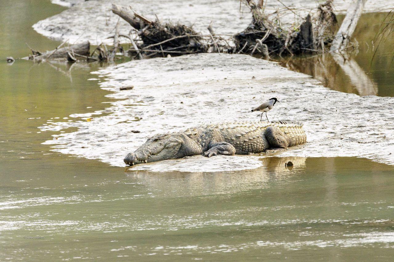 Bardiya National Park — photo 6