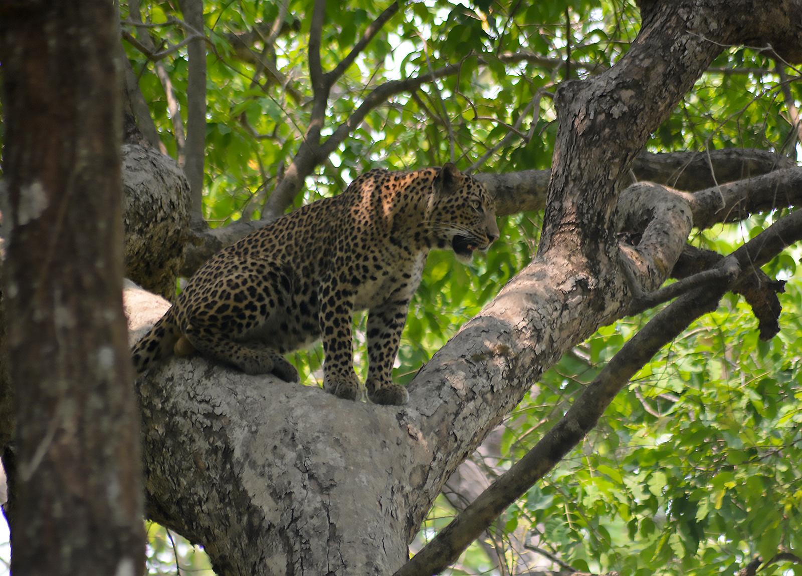 Bardiya National Park — photo 3