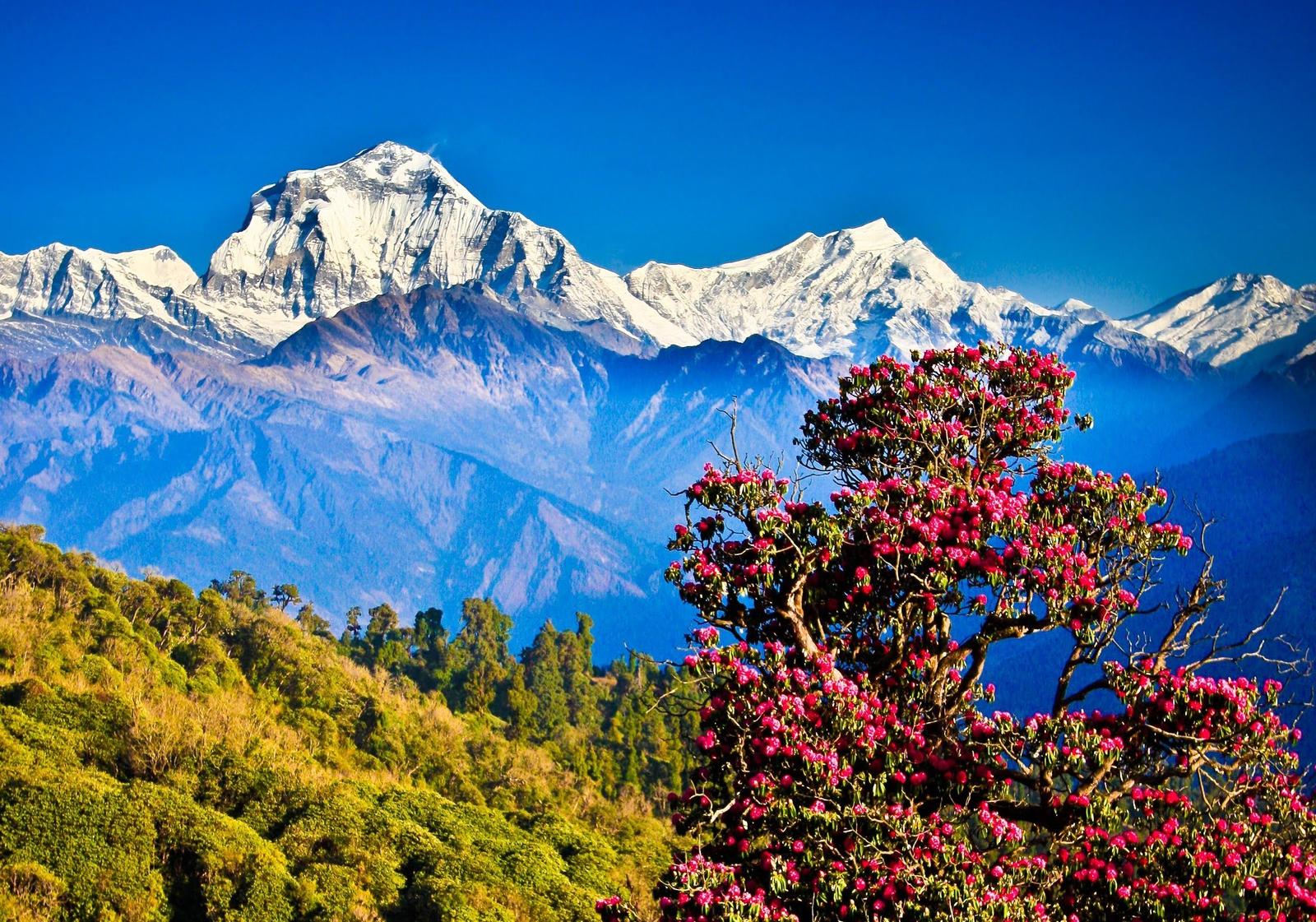 Nagarkot Chisapani Trek — photo 5