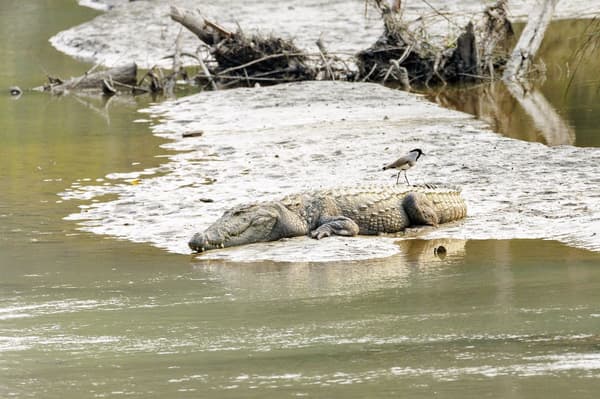 Bardiya National Park β photo 5