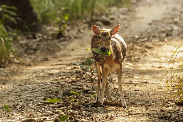 Bardiya National Park β photo 3