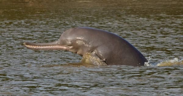 Bardiya National Park β photo 4