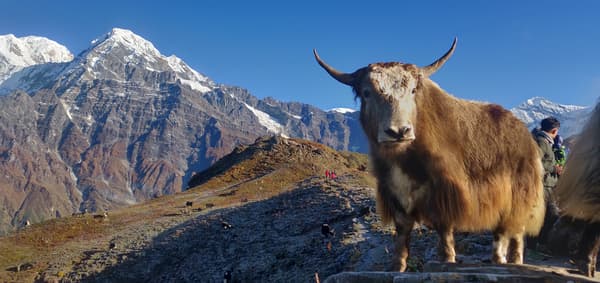 Mardi Himal Base Camp and Annapurna Base Camp Trek — photo 1