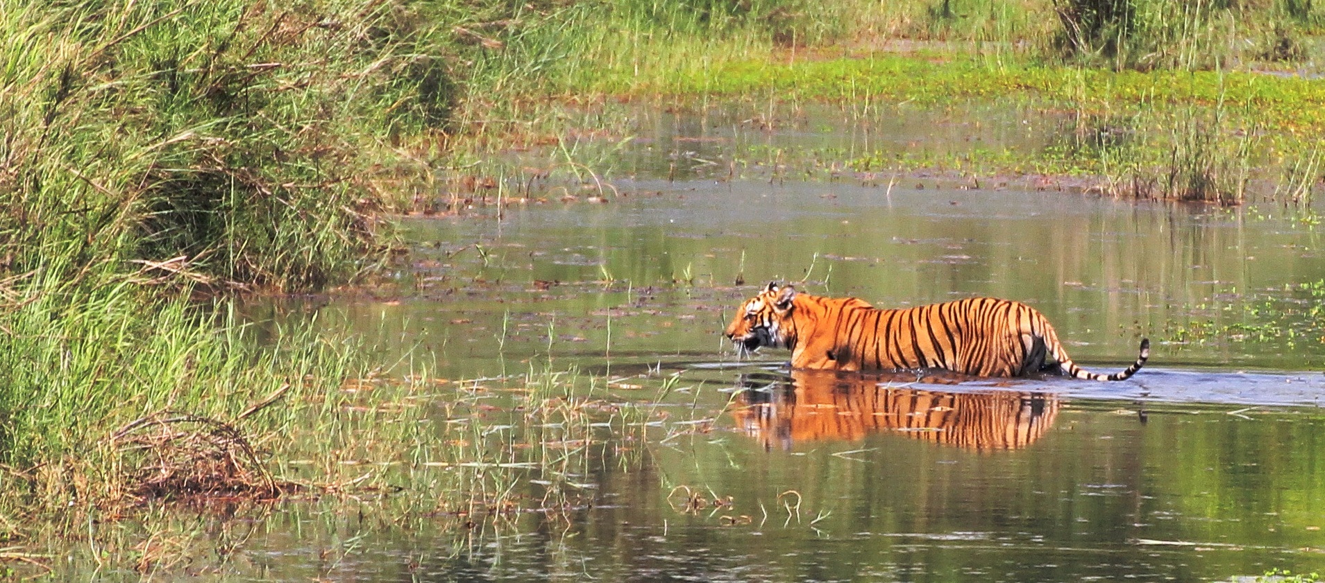 Jungle Safari in Nepal