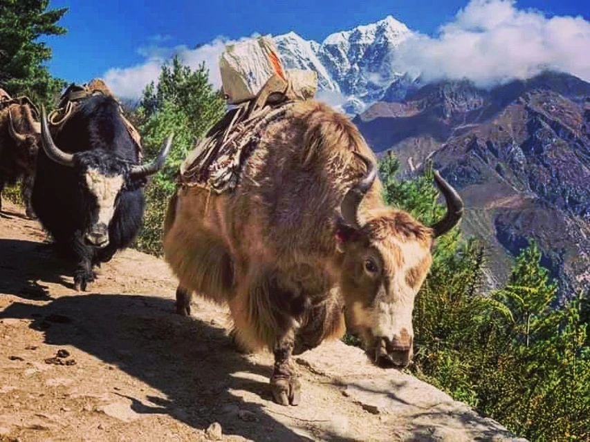 A GLIMPSE OF TSUM VALLEY: THE LESS TRAVELED TRAIL