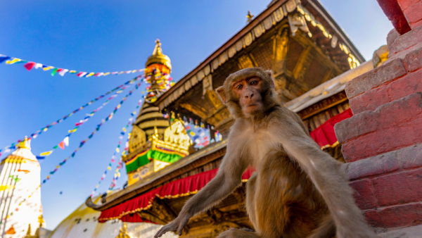 Chandragiri Cable Car and Monkey Temple